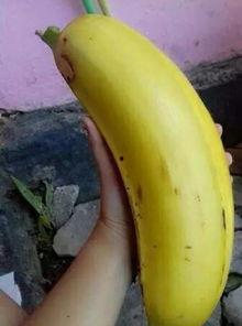 国产久久大香蕉