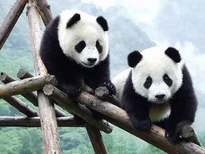 熊猫娱乐吃瓜酱